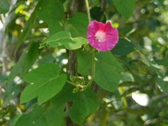 Ipomoea peteri