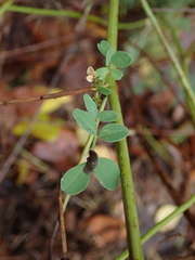 Fabaceae