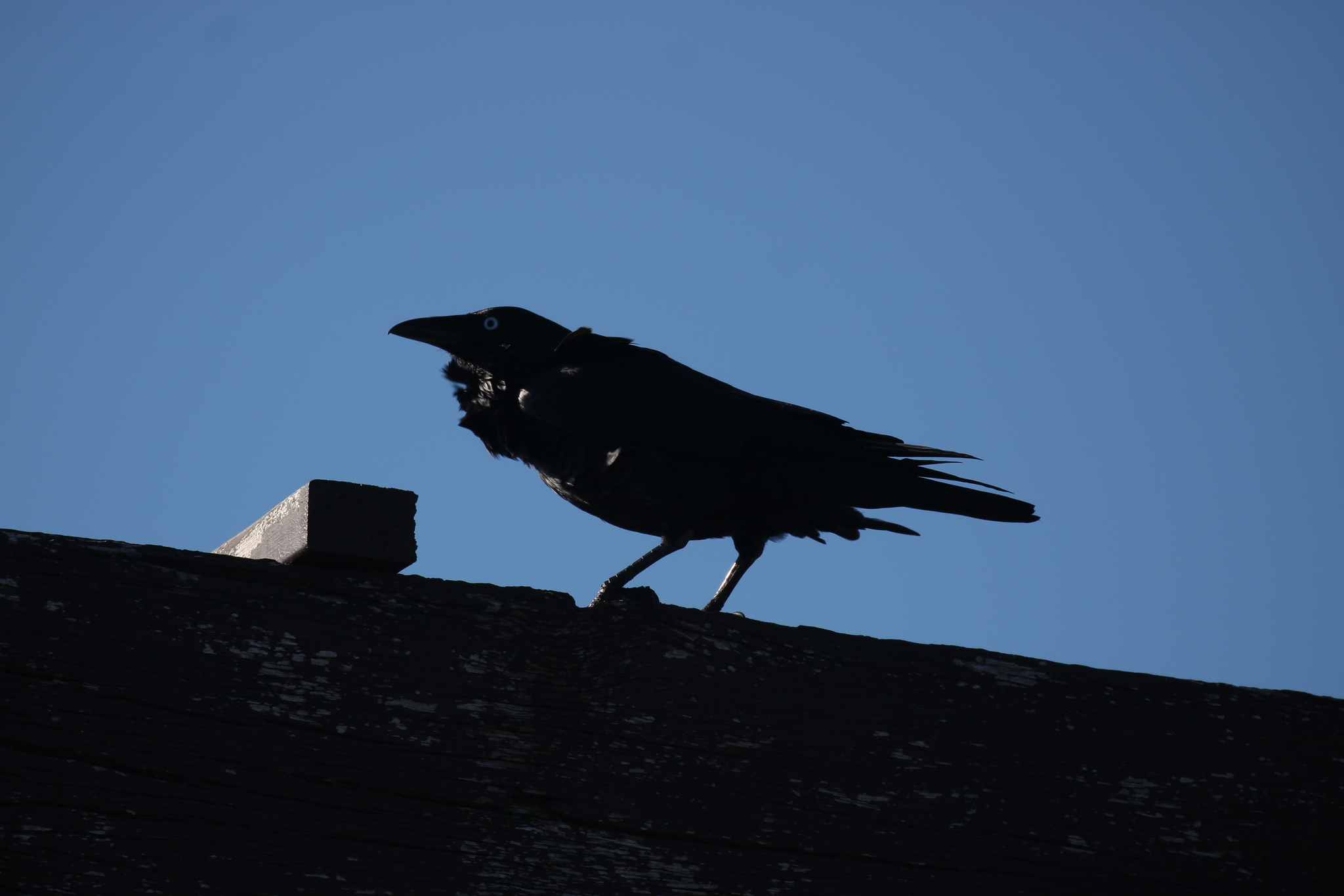 Australian Raven illustration
