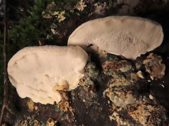Postia tephroleuca
