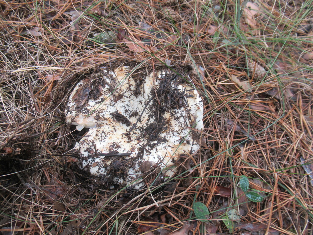 Russula delica · August 2025 · photo: © smsergey (iNaturalist, cc-by-nc)