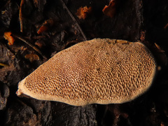 Gloeophyllum trabeum