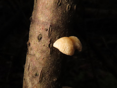 Simocybe haustellaris