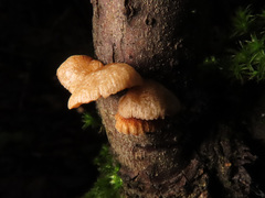 Simocybe haustellaris
