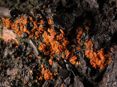 Anthracobia macrocystis