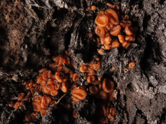 Anthracobia macrocystis