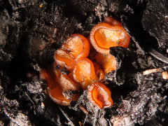 Anthracobia macrocystis