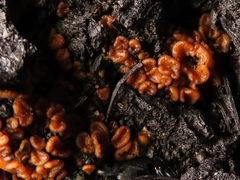 Anthracobia macrocystis