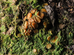 Anthracobia macrocystis