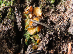 Anthracobia macrocystis