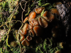 Anthracobia macrocystis