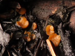 Anthracobia macrocystis