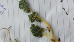 Atriplex billardierei