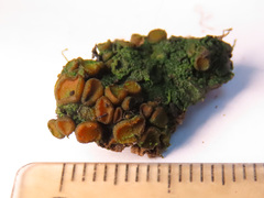 Anthracobia macrocystis