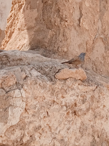 House Bunting
