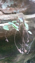 Heuchera missouriensis