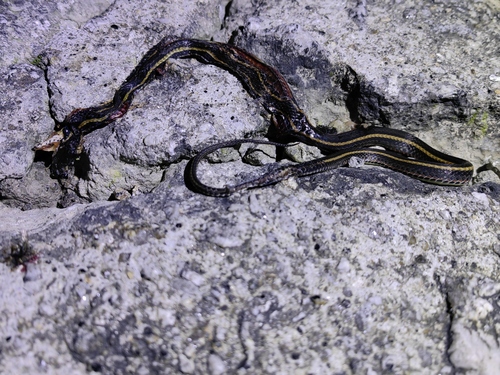 Photo of a Kutkai Keelback (Hebius bitaeniatus)