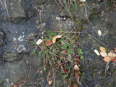Sedum album