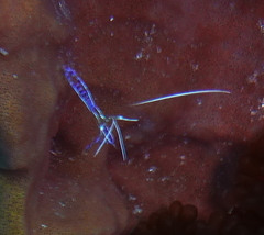 Ancylomenes pedersoni