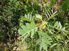 Senna uniflora