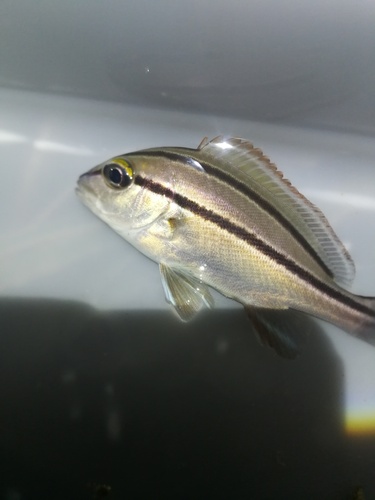 Rubberlip grunt (Plectorhinchus mediterraneus) — Haemulidae — 4