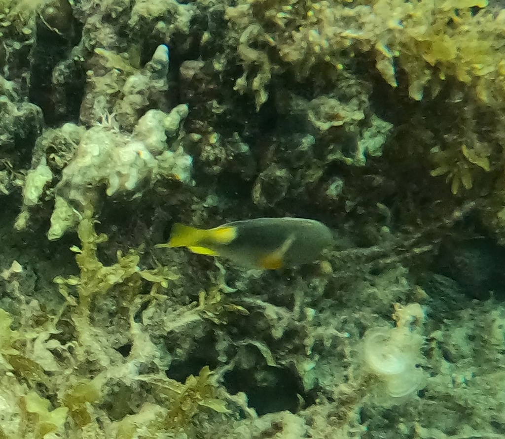 Anchor Trunkfish