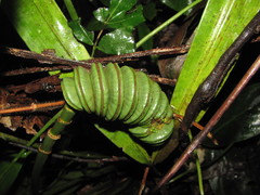 Cyclanthus bipartitus