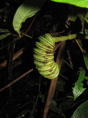 Cyclanthus bipartitus