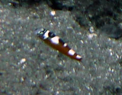 Serranus tabacarius