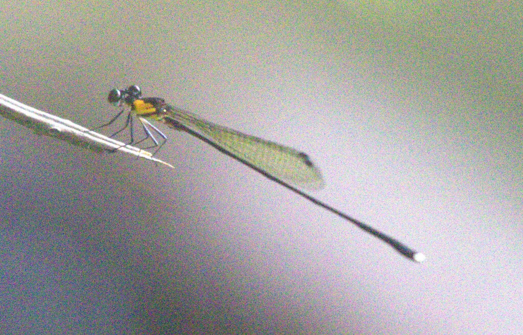 Nososticta kaizei
