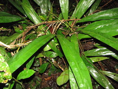 Cyclanthus bipartitus