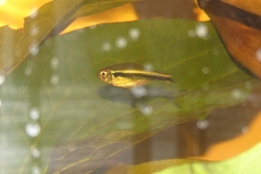Hyphessobrycon herbertaxelrodi