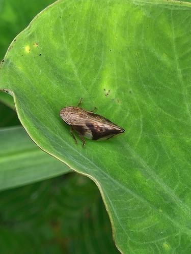 Clovia conifera (Walker, 1851)