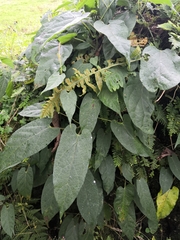 Magnoliopsida
