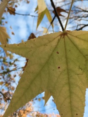 Cercospora liquidambaris