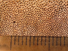 Gloeophyllum trabeum