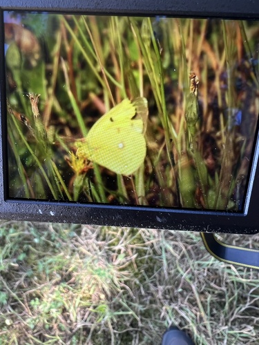 Clouded Yellow, Liesdijk, Oost-West-en Middelbeers, Brabant, NL, photo 10 of 10