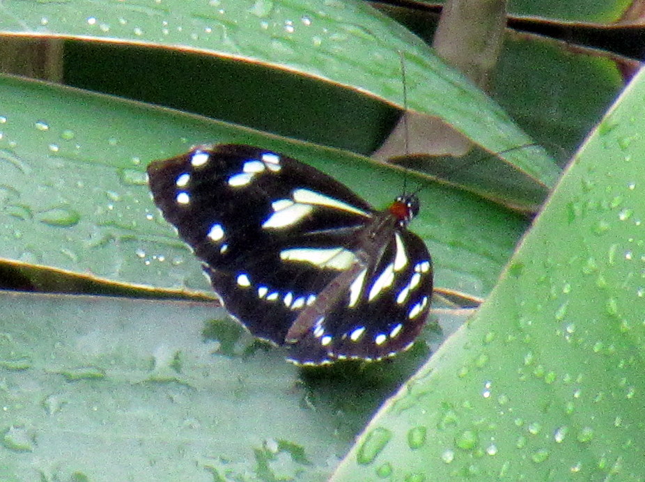 Nymphalidae image