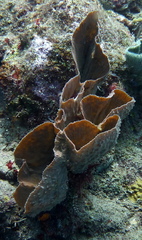 Callyspongia aculeata