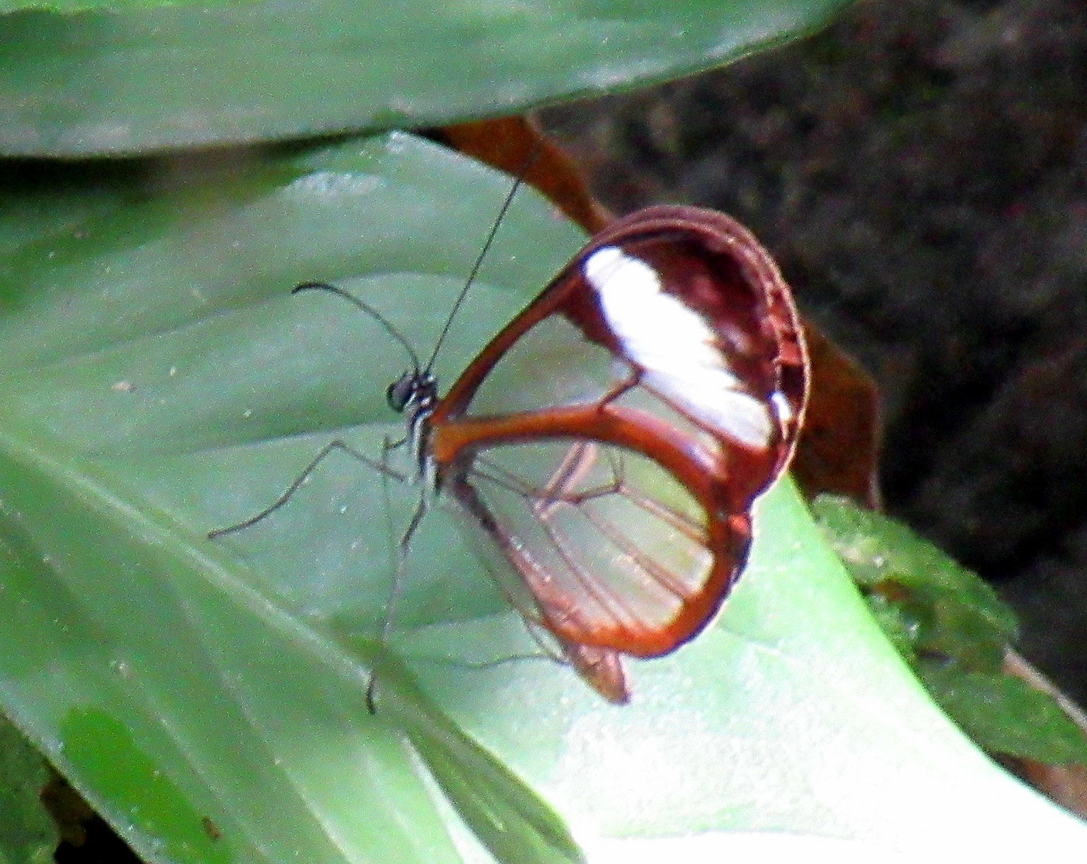 Greta andromica image