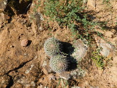 Coryphantha clavata clavata