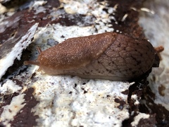 Prophysaon foliolatum