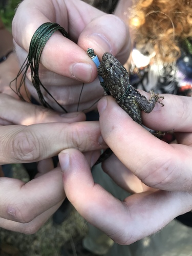 iNaturalist observation photo of Western Fence Lizard
