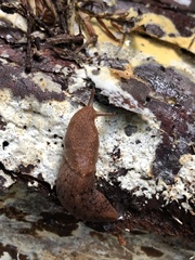 Prophysaon foliolatum
