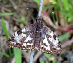 Chiomara asychis