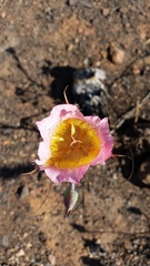 Calochortus plummerae