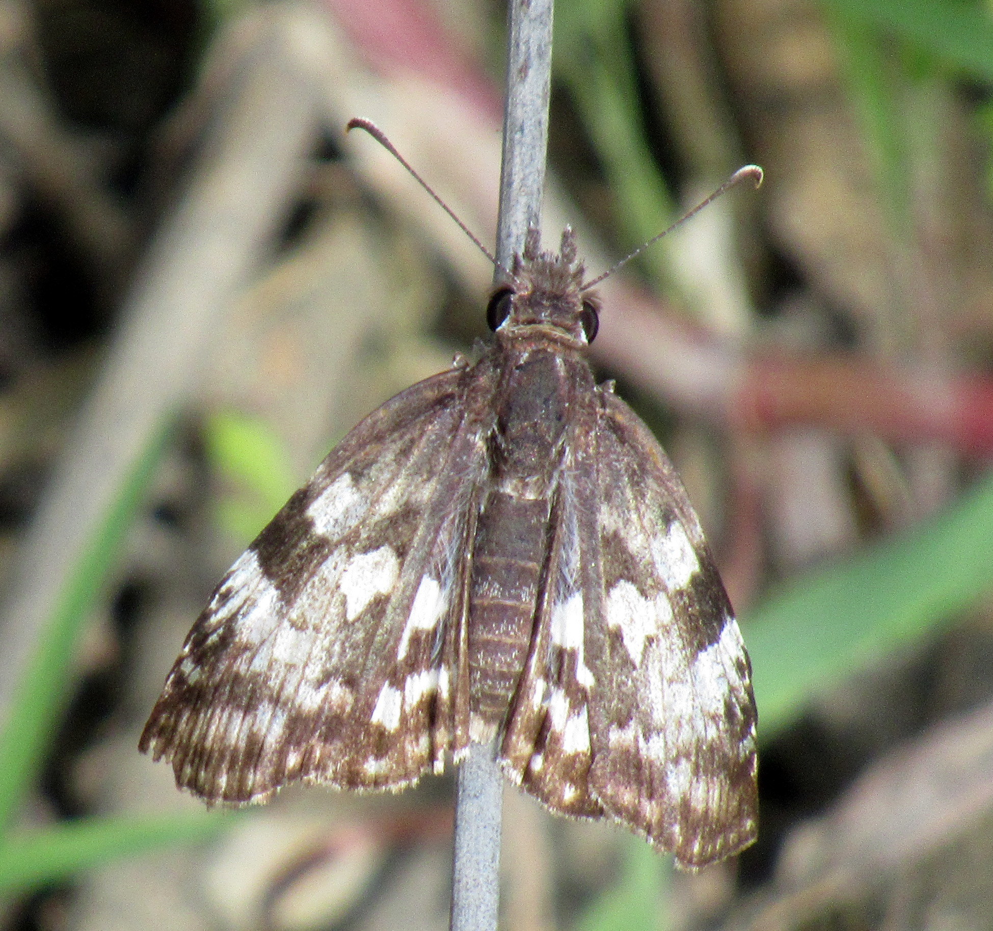 Chiomara asychis image