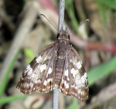 Chiomara asychis