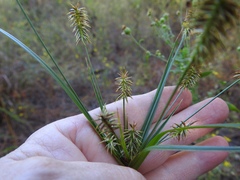 Cyperus hystricinus