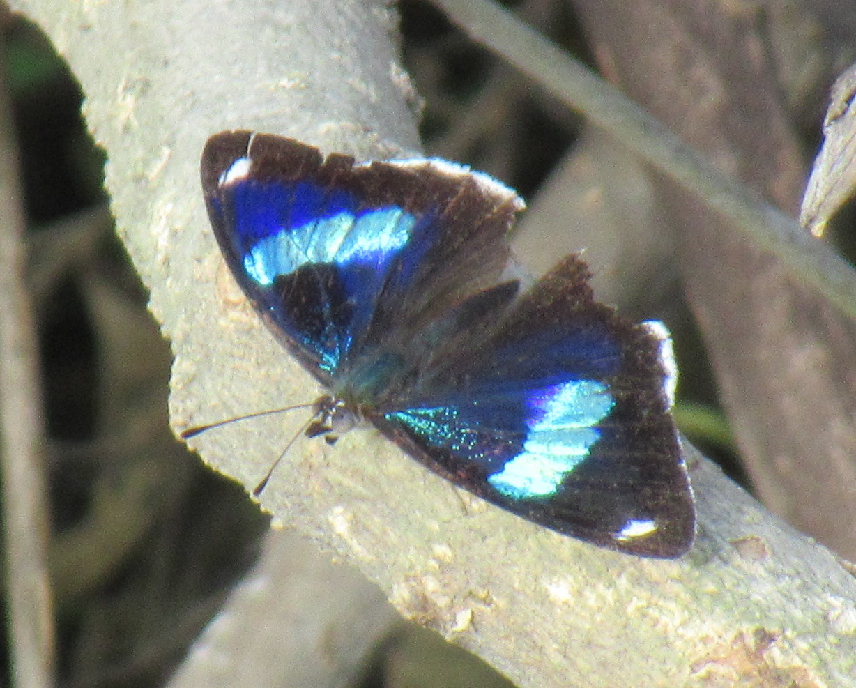 Diaethria image